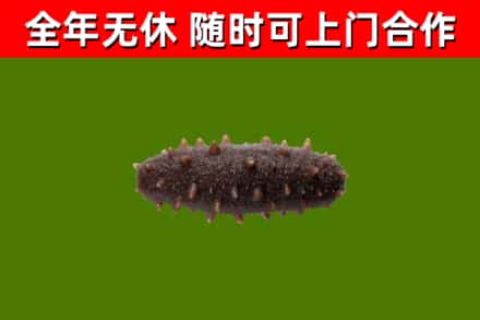 克山烟酒回收干海参.jpg
